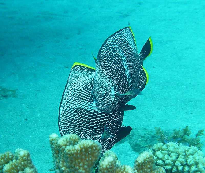 Iron butterfly fish