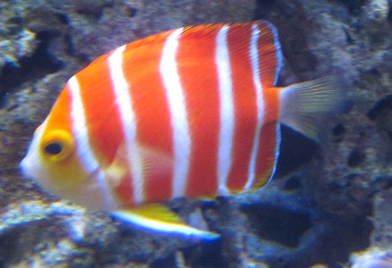 Peppermint Angelfish