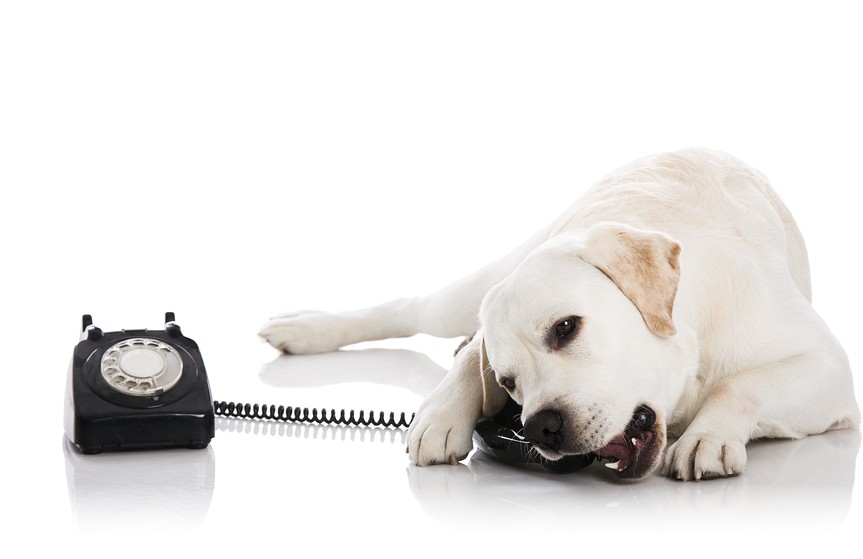 dog-phone